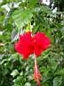 Hibiscus rouge